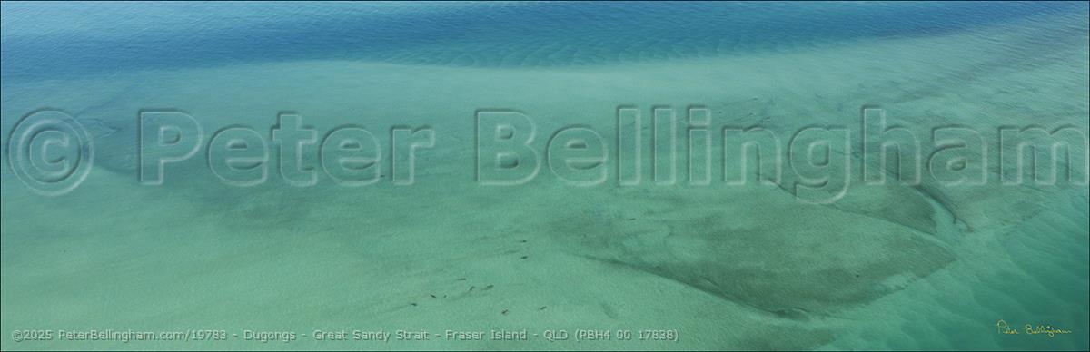 Peter Bellingham Photography Dugongs - Great Sandy Strait - Fraser Island - QLD (PBH4 00 17838)